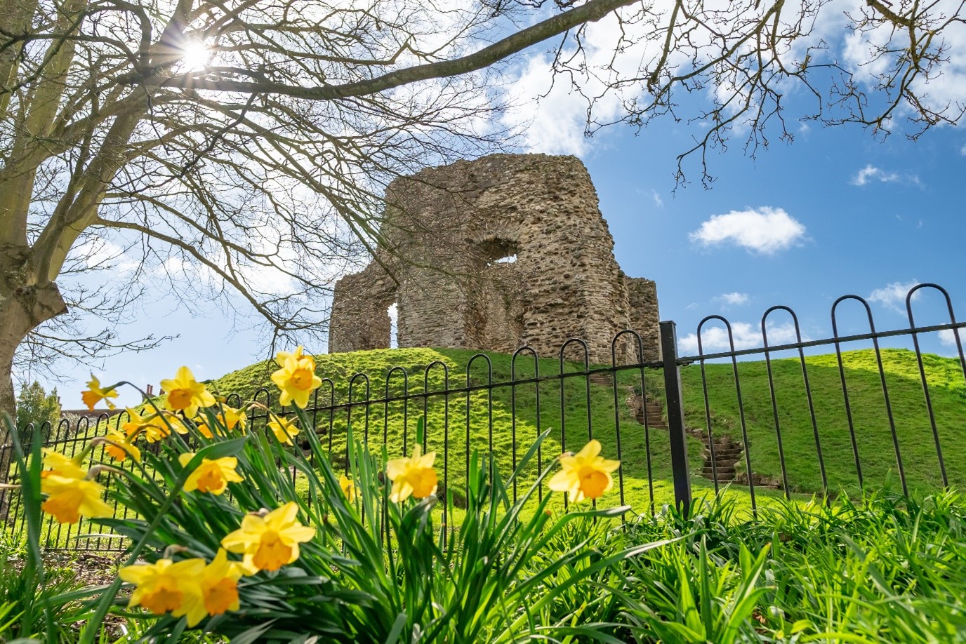 Christchurch castle surrounded by grass and daffodils 